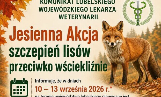 Plakat informujący o jesiennej akcji szczepień lisów przeciwko wściekliźnie w Lubelskiem. Zawiera daty, piktogramy z instrukcjami oraz zdjęcie lisa na tle jesiennego krajobrazu.