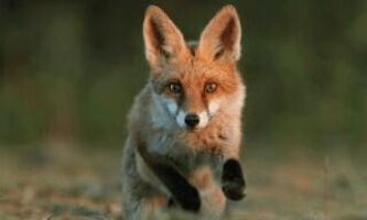 Jesienna akcja szczepienia lisów przeciwko wściekliźnie